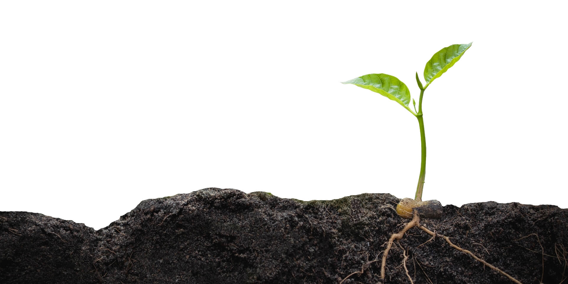 Soil restoration hero image